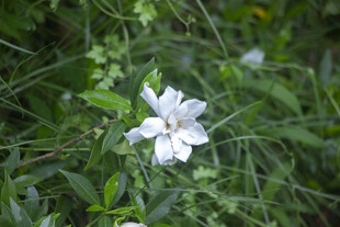 栀子花白色小花