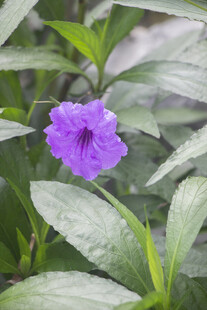 紫色绽放的蓝花草