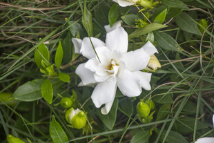 白色栀子花绽放小花于绿野间