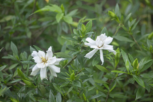 两朵白色栀子花绽放