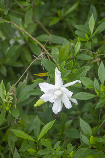 洁白栀子花绽放绿叶间