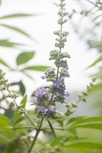 穗花牡荆