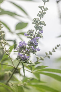 穗花牡荆紫色小花植物特写