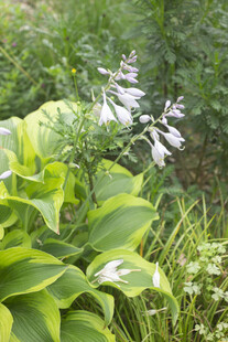 玉簪花序