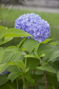 蓝绣球花绽放于绿叶间
