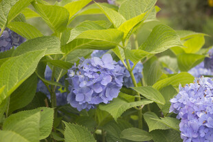 蓝绣球球八仙花