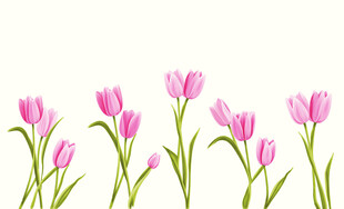 粉色郁金香花卉插画
