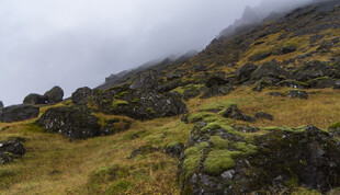 山间覆苔岩石