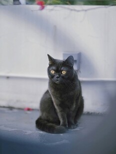 黑猫静坐