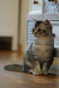 可爱小猫咪端坐地板