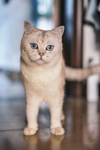 可爱金渐层猫咪站立