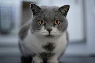 灰毛萌猫凝视镜头