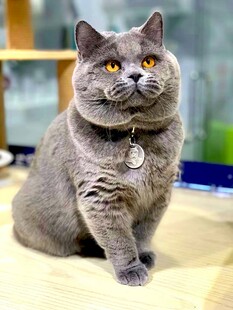 灰蓝猫咪端坐