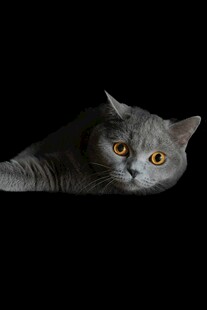灰猫探头张望