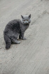 路边蹲坐的灰色小猫