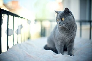 窗边的灰色猫咪