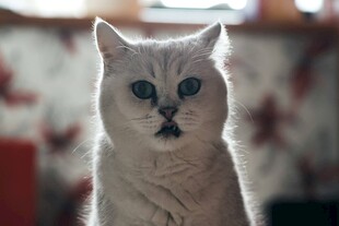 可爱银渐层猫咪特写