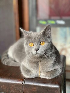 灰色猫咪趴坐姿态特写