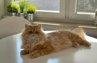 橘色长毛猫悠闲趴桌上