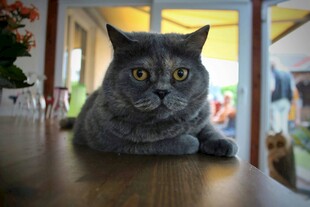 灰猫趴在木质地板上