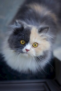 三色萌猫特写