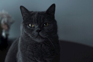 灰猫正坐
