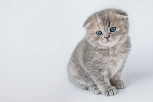 可爱折耳小猫乖巧蹲坐