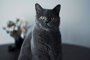 灰猫端坐