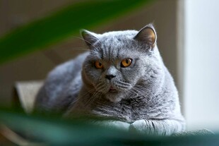 慵懒灰猫惬意趴卧