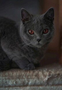 灰猫凝视