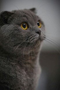 灰蓝猫咪抬头凝望瞬间