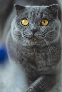 灰色英短猫的凝视