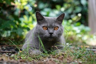 灰猫静卧于绿意之中