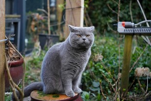 灰猫静立庭院