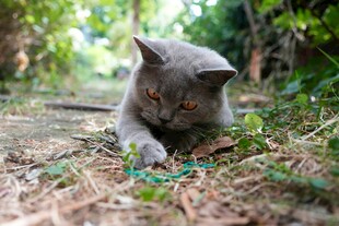 灰猫于草地专注玩逗猫棒