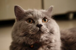 可爱灰猫抬头好奇张望