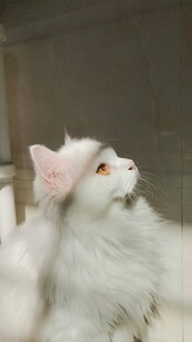 戴粉帽的可爱白毛猫咪