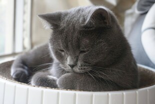 灰猫蜷卧于容器中