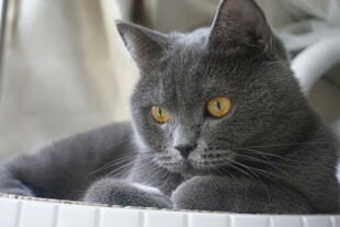 灰猫趴卧眼神明亮