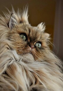 长毛猫咪的可爱侧颜