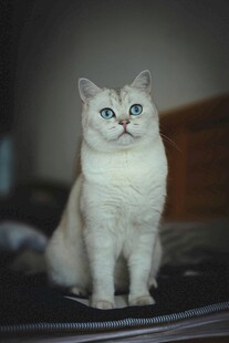 白色萌猫端坐