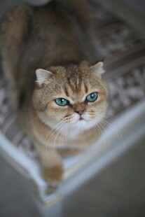 可爱金渐层猫咪趴卧