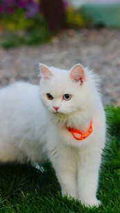 草地上的白色猫咪
