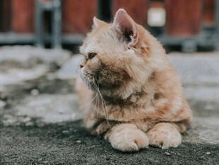 慵懒猫咪惬意趴地