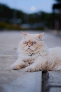 慵懒波斯猫惬意趴卧