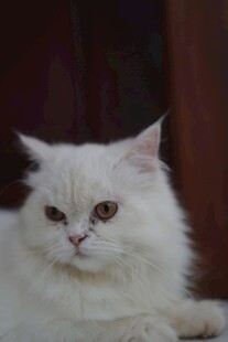 可爱白毛猫咪慵懒姿态