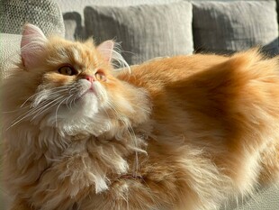 橘色长毛猫仰头神态可爱