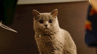 可爱猫咪静坐