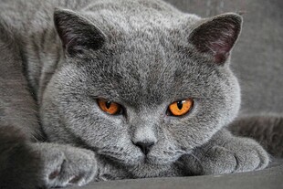 灰蓝猫趴卧目光炯炯