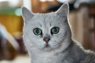 银渐层猫咪的可爱瞬间